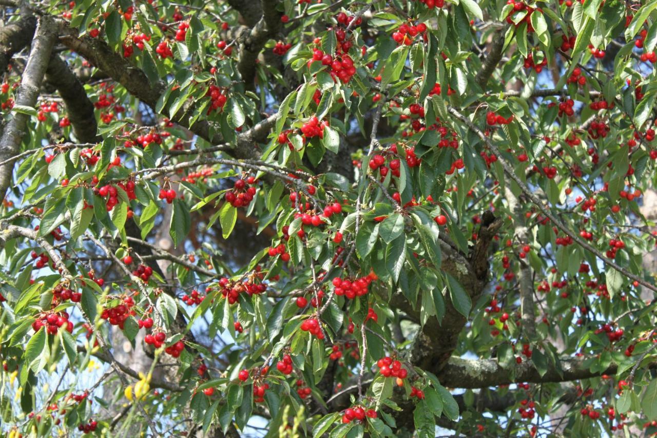 Holiday Home Villa Bobolino 蒙特鲁朴·菲奥伦蒂诺 外观 照片
